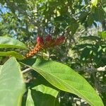 Magnolia doltsopa Fruto