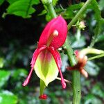 Impatiens hians Flower