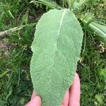 Verbascum thapsusFolha