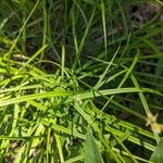 Carex longii Leaf