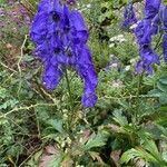 Aconitum variegatum 花