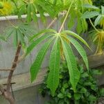Manihot grahamii Leaf