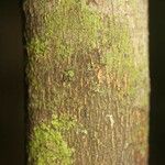Rinorea amapensis 樹皮