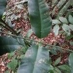 Picralima nitida Hoja