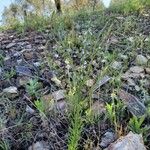 Anarrhinum bellidifolium Кветка