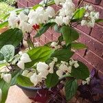 Clerodendrum thomsoniaeFiore