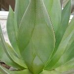 Agave shaferi Листок