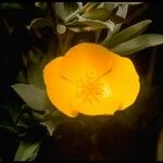 Dendromecon rigida Flower