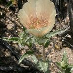 Mentzelia involucrata Flower