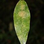 Xylopia richardii Leaf