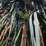 Pandanus urophyllus Kabuk