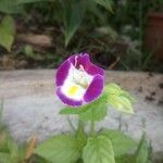 Torenia fournieri Цветок