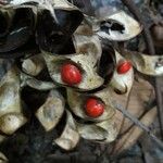 Adenanthera pavonina Fruit