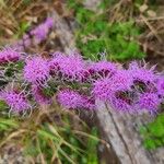 Liatris aspera Flower