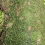 Poecilanthe hostmannii Corteza