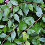 Abelia x grandiflora Leaf