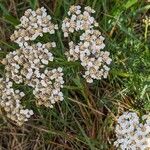 Achillea millefolium Cvet