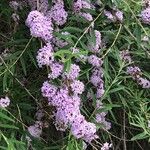 Buddleja alternifolia Cvet