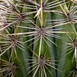 Echinocereus triglochidiatus Blad