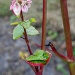 Fagopyrum esculentum Flower
