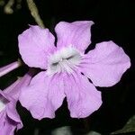 Clytostoma binatum 花