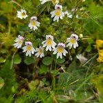 Euphrasia alpinaŽiedas