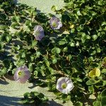 Calystegia soldanella Lorea