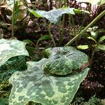 Podophyllum cv. 'Kaleidoscope' Folha