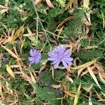 Cichorium endiviaKvet