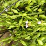 Cakile maritima 果実