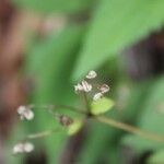 Ageratina riparia Ffrwyth