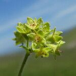 Alchemilla flabellata Λουλούδι