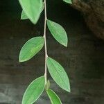 Cotoneaster pannosus Folha