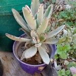 Kalanchoe tomentosaبرگ