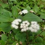 Ageratina adenophora Цвят