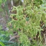 Lycopodiella cernua Leaf