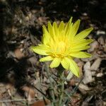 Scorzonera aristata Flower