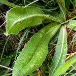 Hypochaeris uniflora Leaf