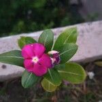 Catharanthus roseus Kwiat