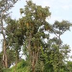 Markhamia obtusifolia عادت