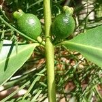 Psidium cattleyanum ഫലം