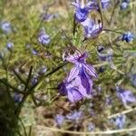 Teucrium orientale 花