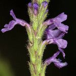 Verbena lasiostachys Çiçek