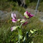 Lathyrus cirrhosus Blüte