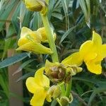 Cyrtopodium andersonii Çiçek