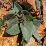 Dioscorea pyrenaica Leaf
