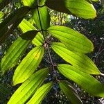 Cinnamomum bejolghota Leaf