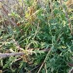Pycnocomon rutifolium Hoja