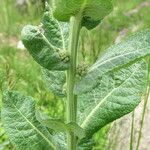 Verbascum lychnitis Levél