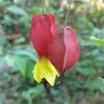 Abutilon megapotamicum Flor